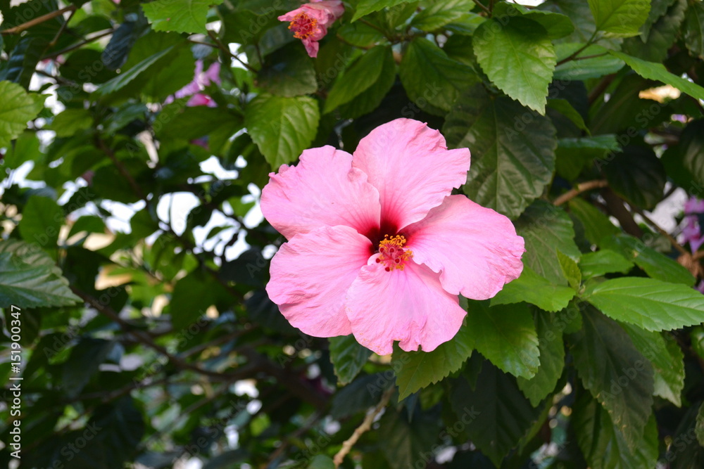 Flowers Flowers