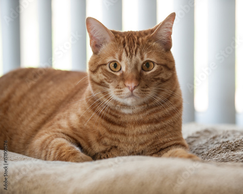 Comfortable Tabby cat relaxing in the window sun.