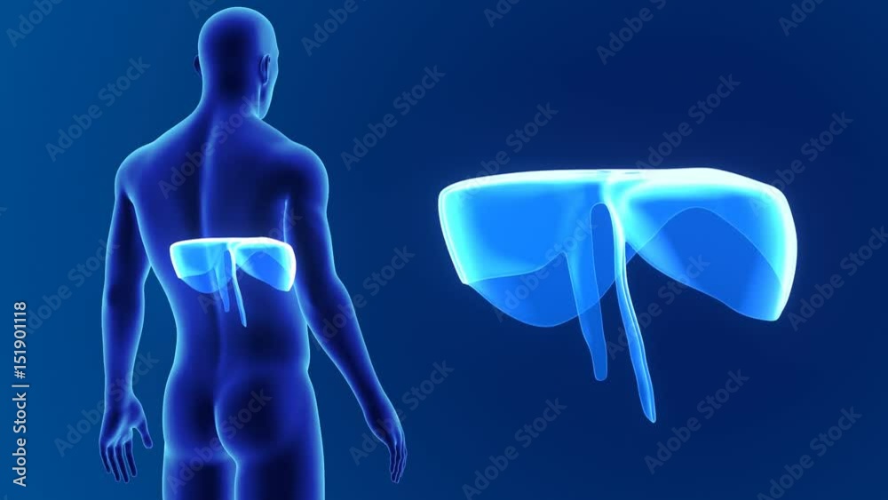 Diaphragm zoom with body Diaphragm zoom with body