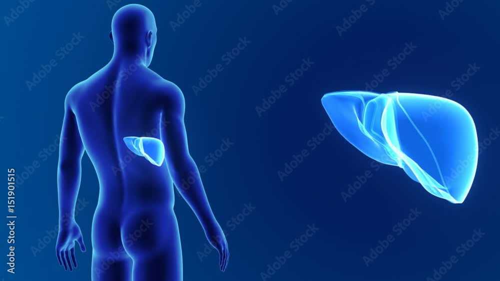 Liver zoom with body