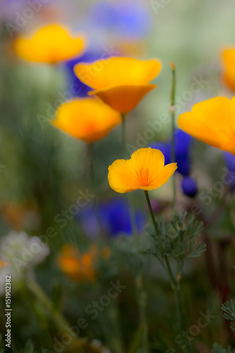 Yellow California Mexican Poppy Desert Blue Bell Flowers