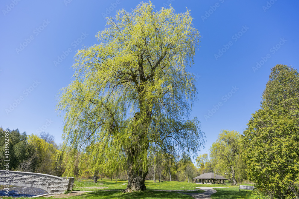 Large mature willow tree standing tall in a quaint park