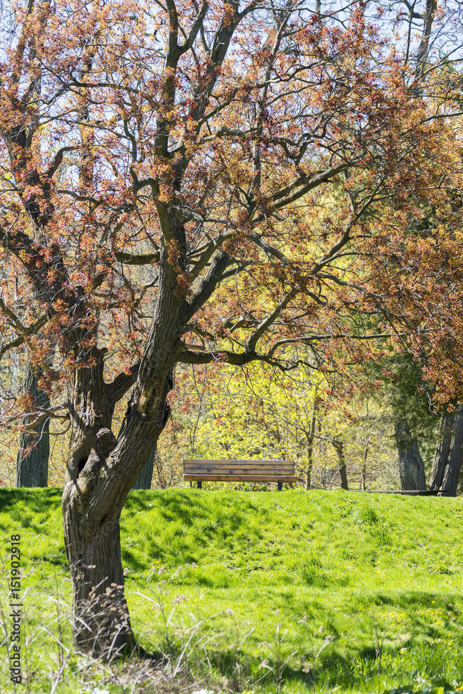 Park bench on top of a grassy hill, beautiful orange and red tree in foreground