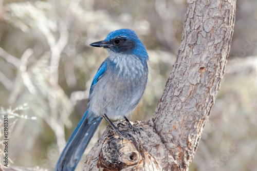 Western Scrub Jay Bluebird