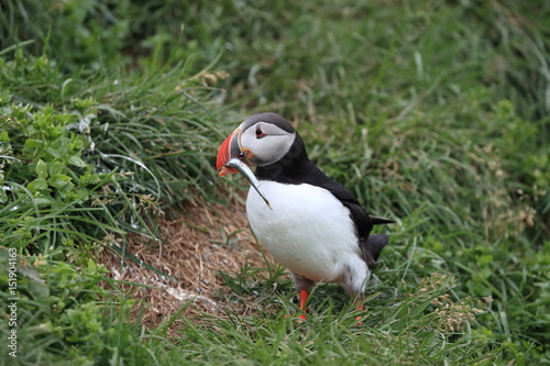 Puffin, Fratercula arctica, with fish iceland photo