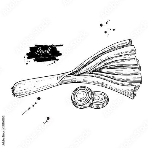 Leek hand drawn vector illustration. Isolated Vegetable engraved style object with sliced pieces. photo