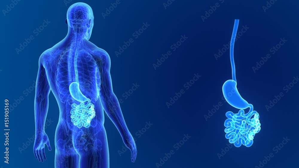 Stomach and Small Intestine zoom with anatomy Stomach and Small Intestine zoom with anatomy