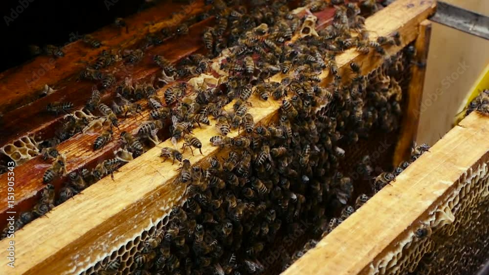 Bees collect nectar. Beehive in the apiary Bees collect nectar. Beehive in the apiary