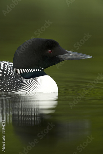 Great Northern Loon (Gavia immer), Common Loon