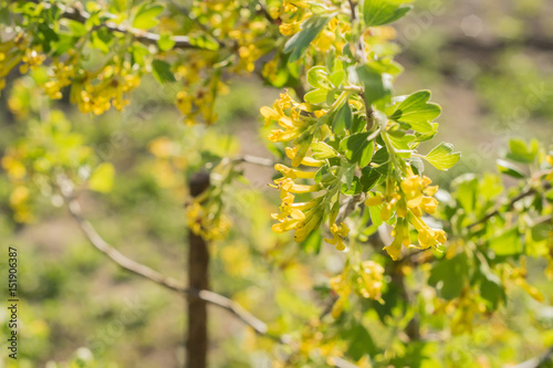 Blackcurrant or Ribes nigrum blossoms