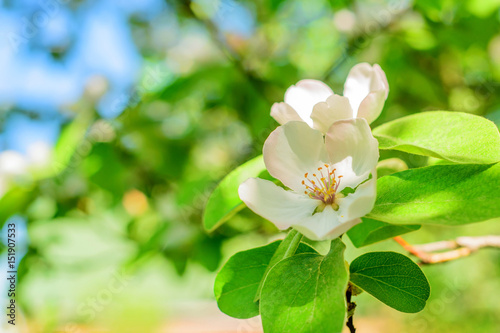 Fototapeta Naklejka Na Ścianę i Meble -  close-up of quince flower