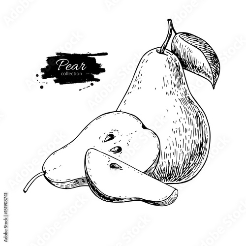 Pear vector drawing. Isolated hand drawn pear and sliced pieces. photo