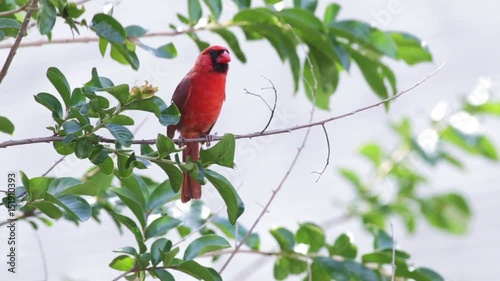 Cardinal red bird on a tree branch.