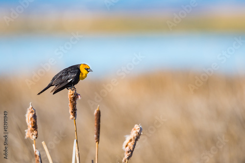 Yellow-headed Blackbird (Xanthocephalus xanthocephalus) photo