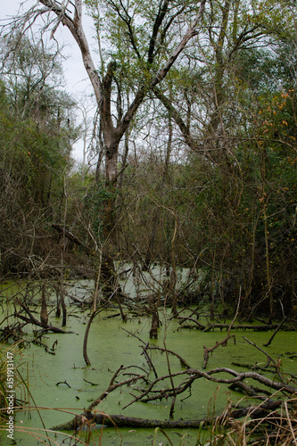 Swampy