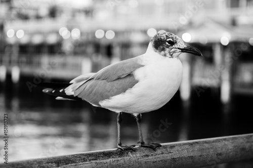 Seagull taking a break at Kemah Boardwalk