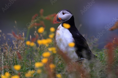 Puffin, Fratercula arctica, iceland photo