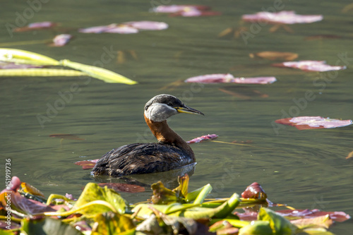 Female red-necked grebe swims in lake. photo