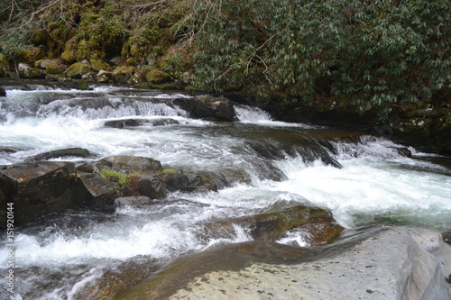 Rushing water over rocks with forest