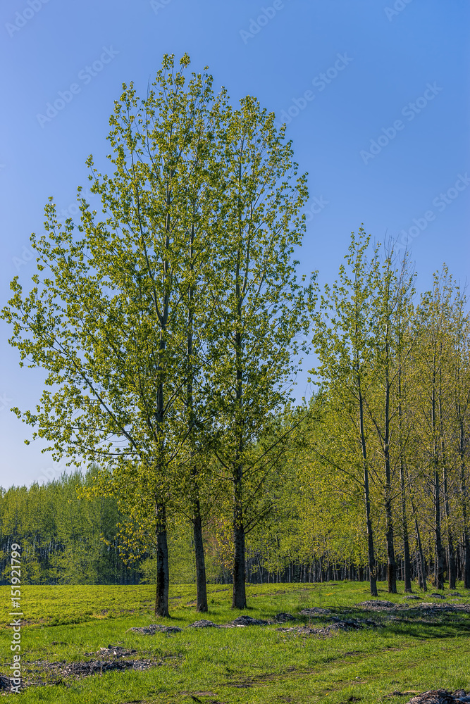 Tall trees in a green field.