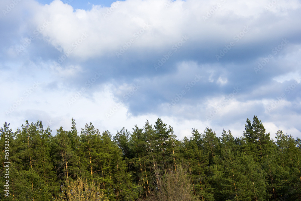 Sky with clouds and the tops of coniferous forest Sky with clouds and the tops of coniferous forest