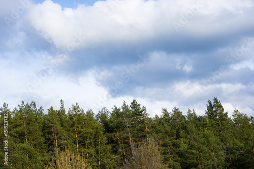 Sky with clouds and the tops of coniferous forest