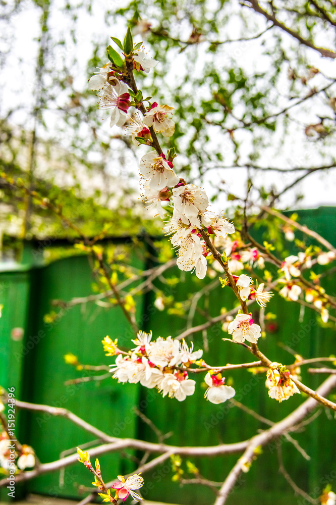 Fototapeta premium Spring flowered trees
