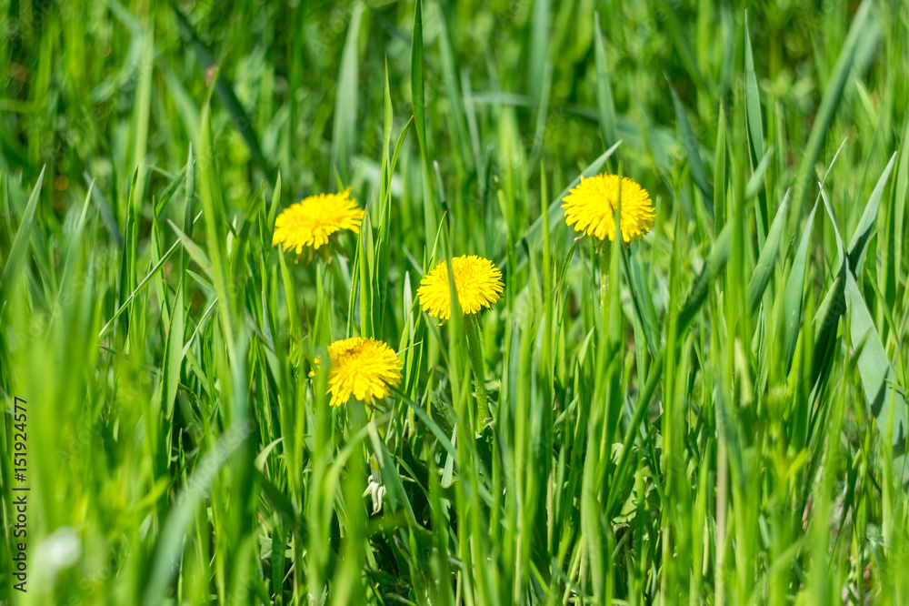 Fototapeta premium Yellow dandelions in the grass