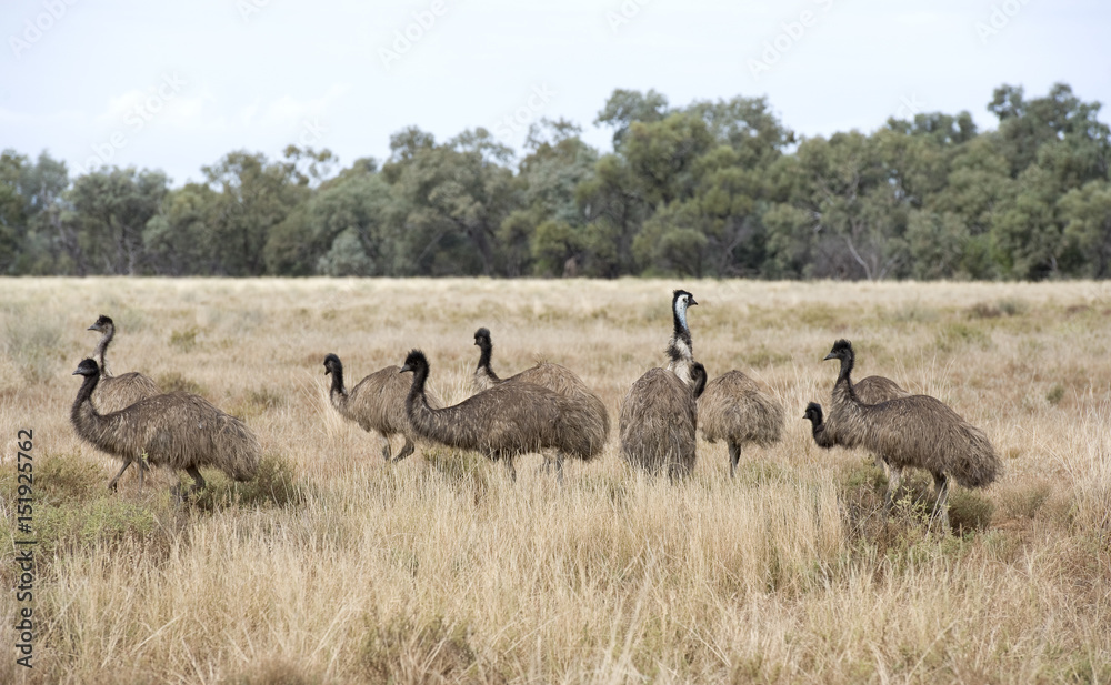 Flock of Emus