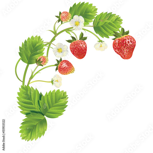 beautiful strawberries. vector illustration of a realistic