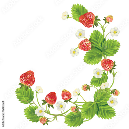 beautiful strawberries. vector illustration of a realistic