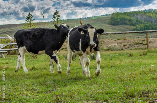 Two cows grazing in pasture