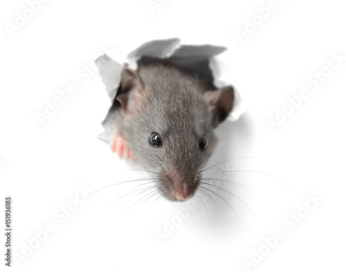 Obraz na plátně Cute funny rat looking out of hole in white paper