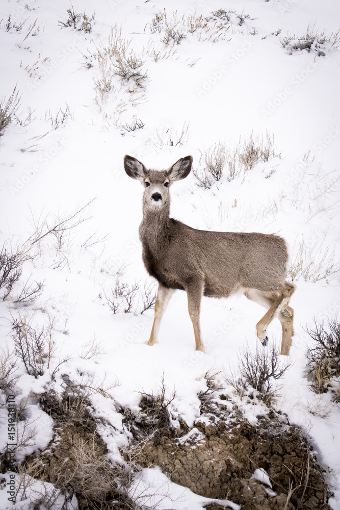Mule Deer in Wyoming Mule Deer in Wyoming