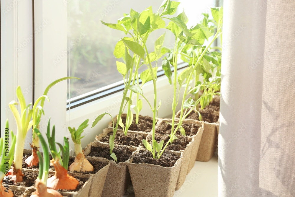 Seedling of plants in pots on window sill Seedling of plants in pots on window sill