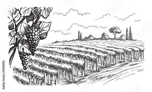 Rows of vineyard grape plants in graphic style, hand-drawn vector illustration.