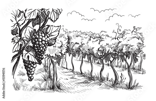 Rows of vineyard grape plants in graphic style, hand-drawn vector illustration.