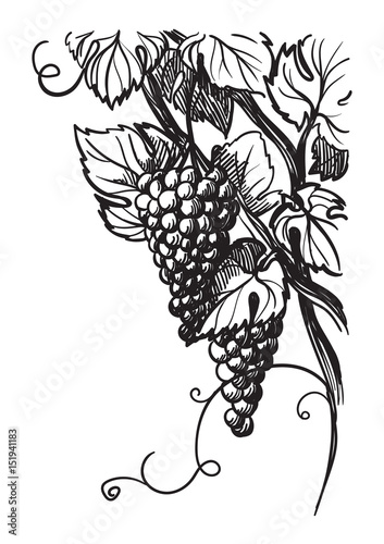 ripe vine grape with leaves isolated on white in graphic style hand-drawn vector illustration.