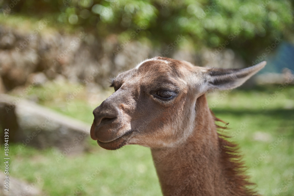 Portrait of lama animal
