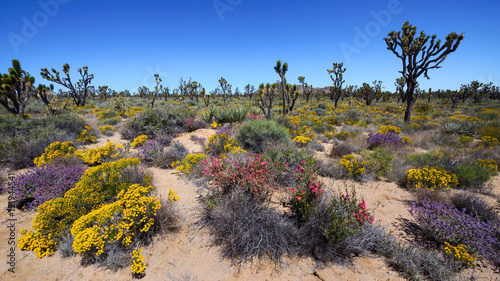 Spring Blooming in Mojave Desert photo