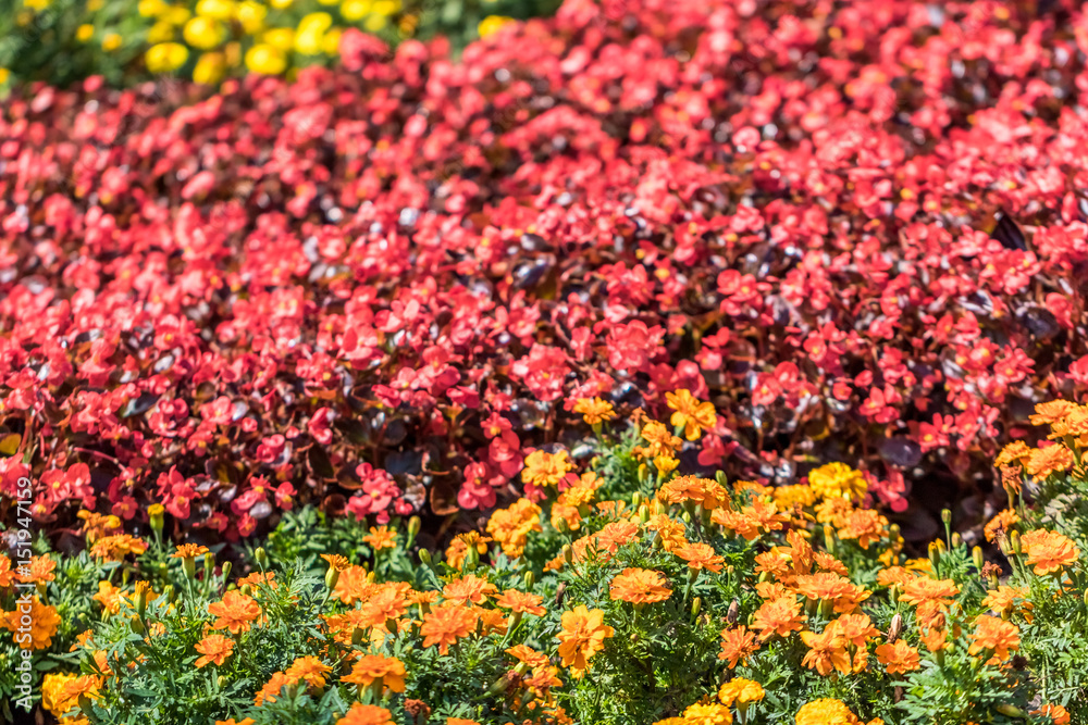 Red and Orange Flower Bed