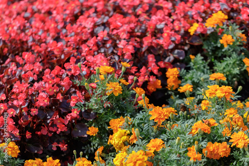 Red and Orange Flower Bed