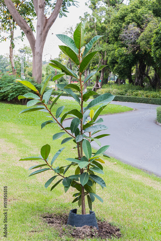 Obraz premium green tree on white background