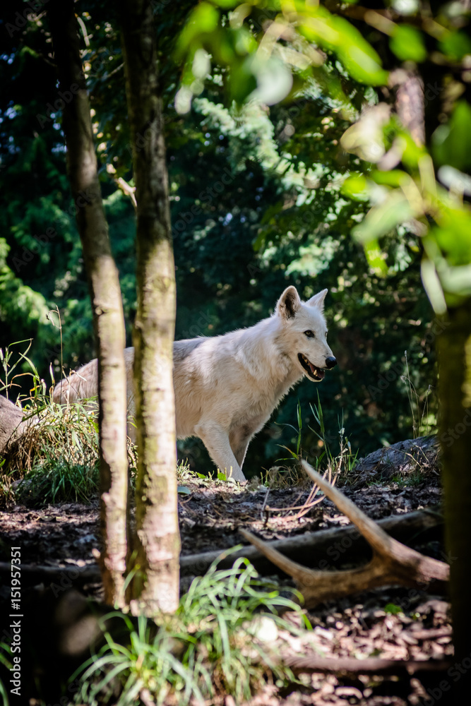 White wolf at play White wolf at play