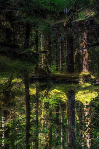 Woodland reflections