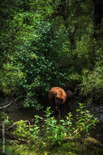 Momma Bear Crossing © Brian Browitt Photo