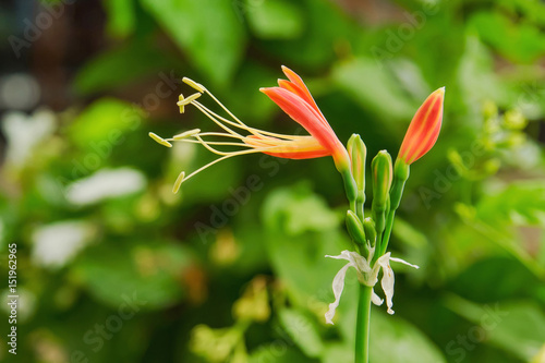 Eucrosia Bicolor Ker Gawl photo