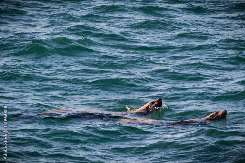 Fototapeta premium Sealions on the Move