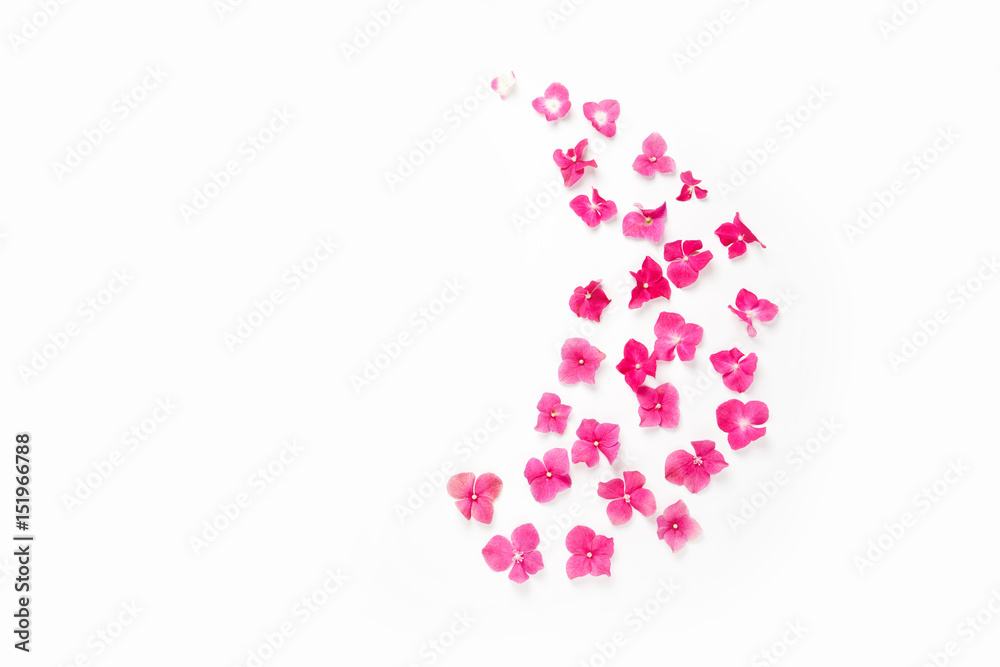 frame with Hydrangea flower isolated on white background. flat lay, overhead view frame with Hydrangea flower isolated on white background. flat lay, overhead view