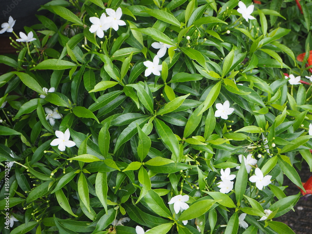 Obraz premium OLYMPUS DIGITAL CAMERA